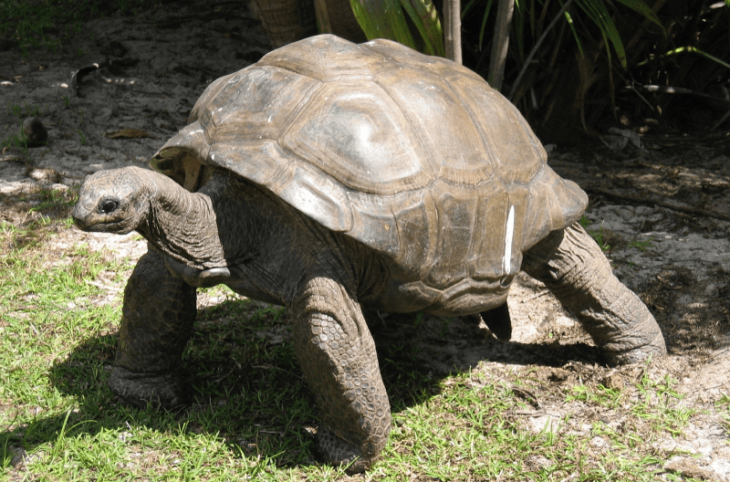 seychelles tartarughe