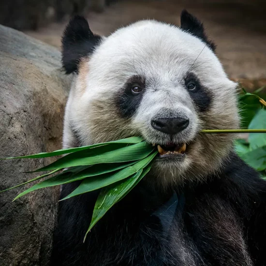 panda