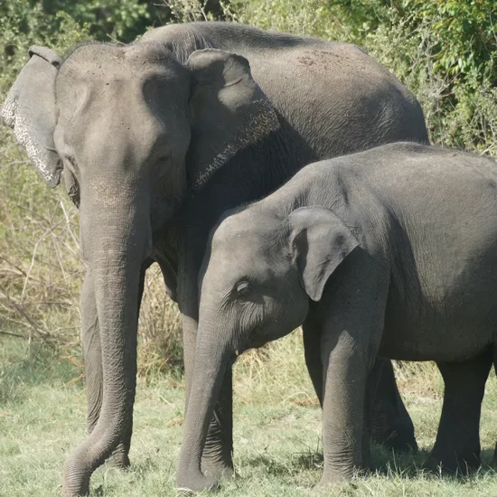 sri_lanka_5