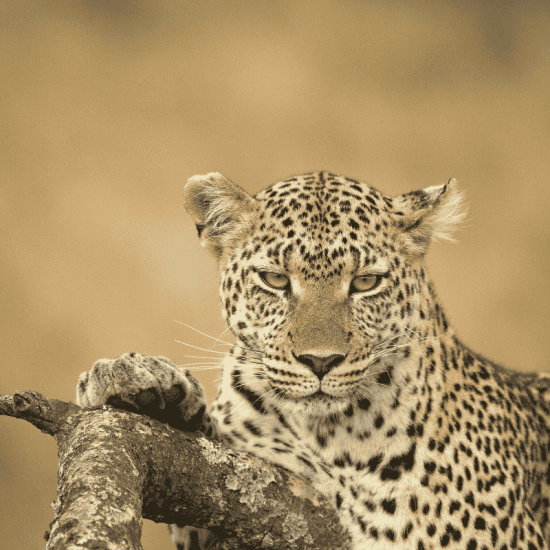 https://unsplash.com/it/foto/un-leopardo-su-un-ramo-ozLLvabH1pw